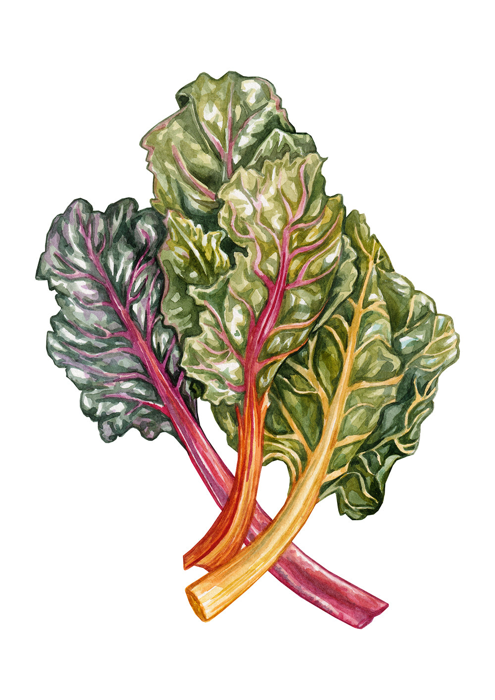 Rainbow Chard