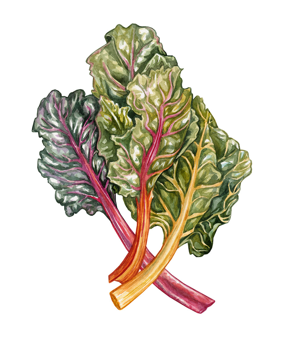 Rainbow Chard Original Watercolour