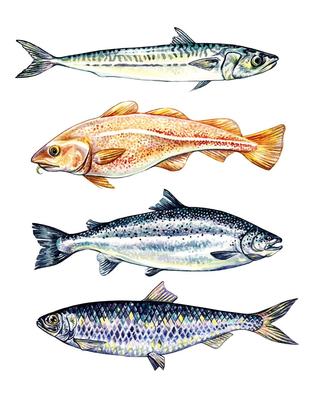 Fish
