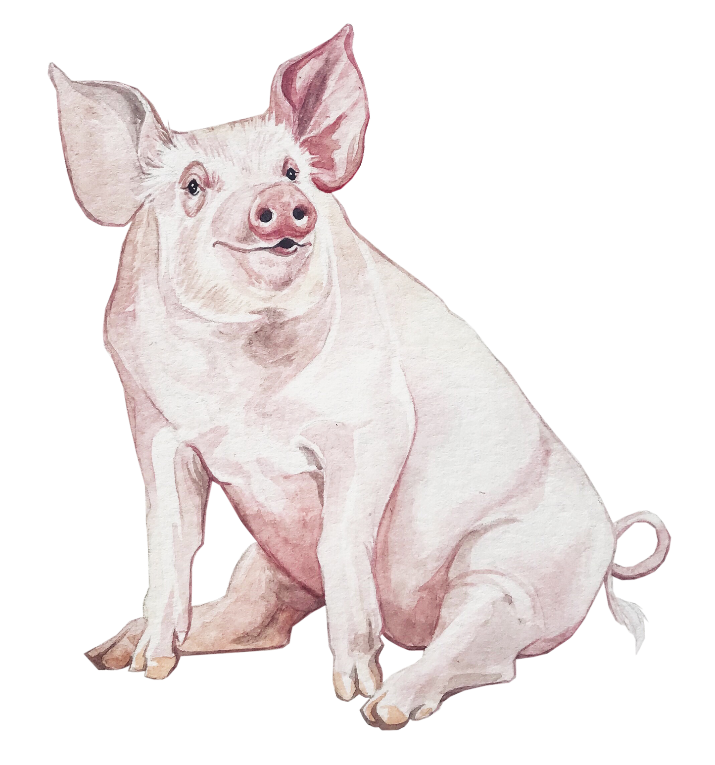 Pig Original Watercolour