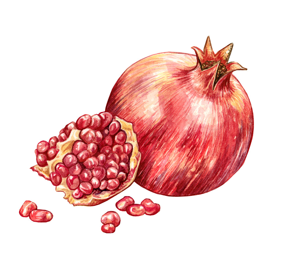 Pomegranate Original Watercolour