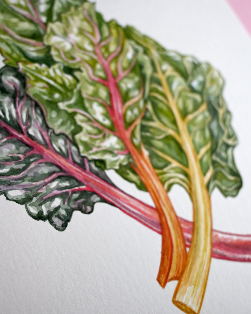 Rainbow Chard Original Watercolour