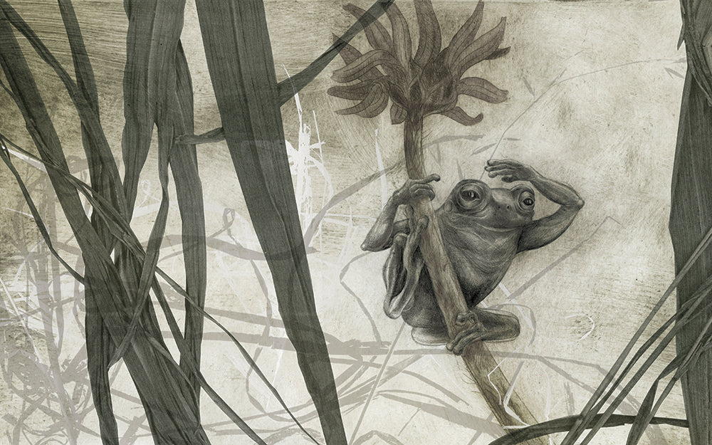Frog Postcard Pack