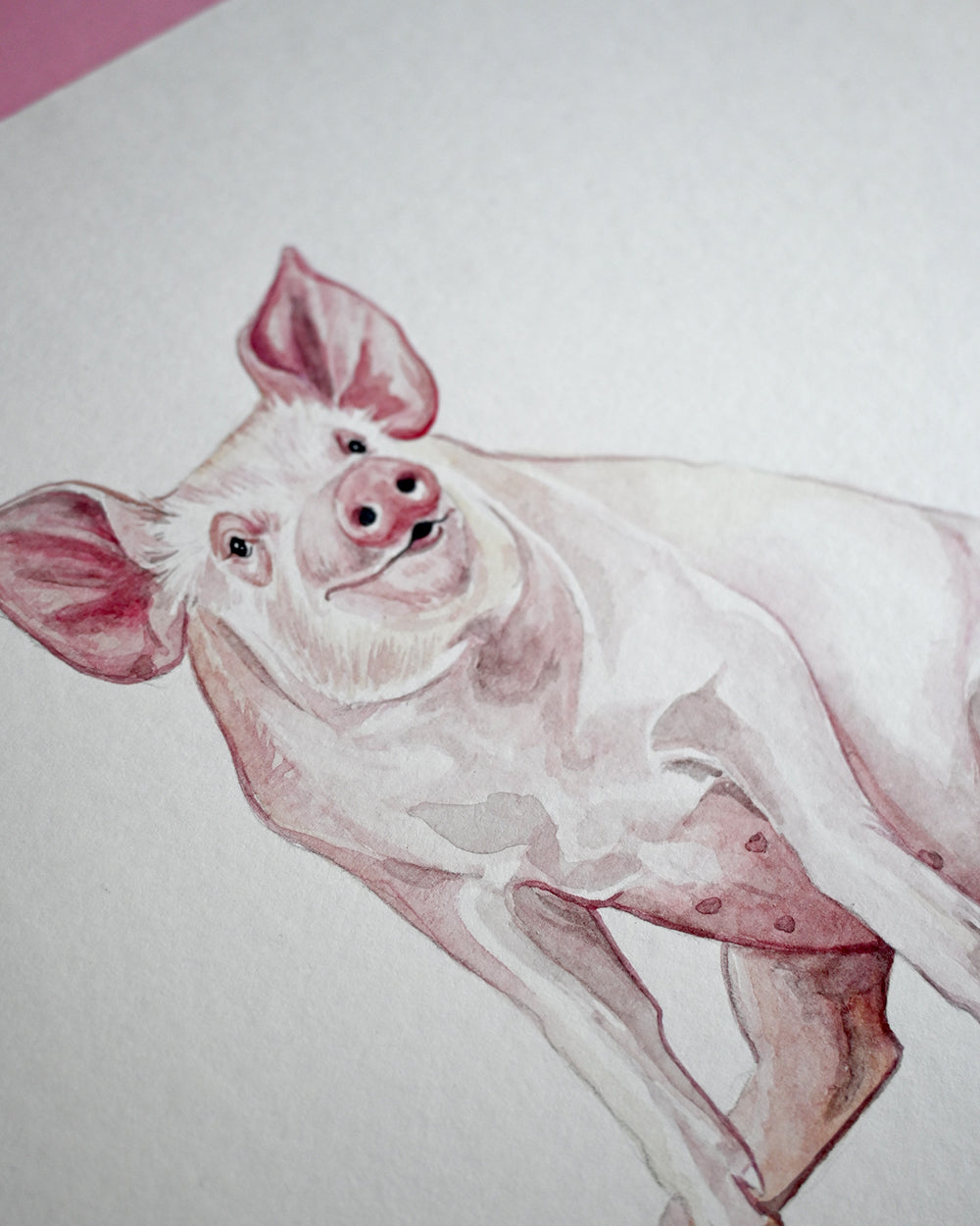 Pig Original Watercolour