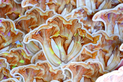 Chanterelle  Vinyl Sticker