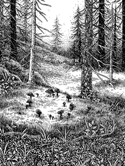 Fairy Ring