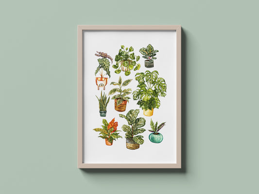 Houseplants