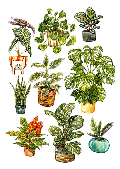 Houseplants