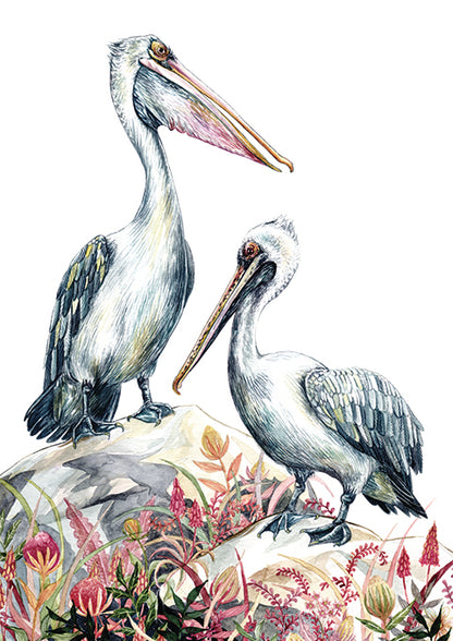 Pelicans