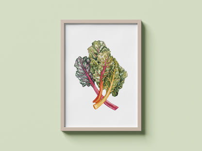 Rainbow Chard