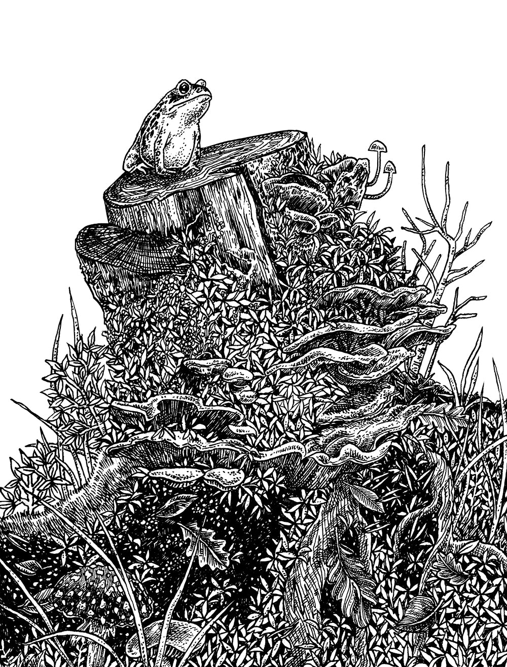 Toad on Tree Stump