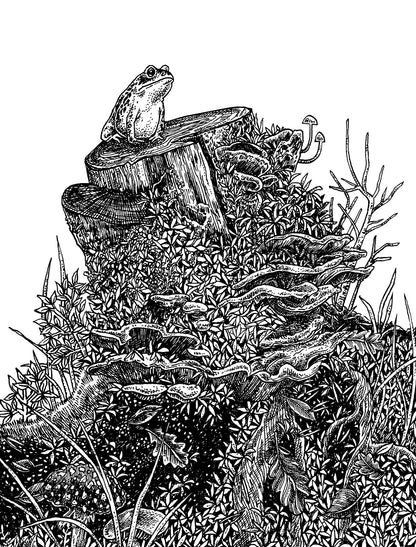 Toad on Tree Stump